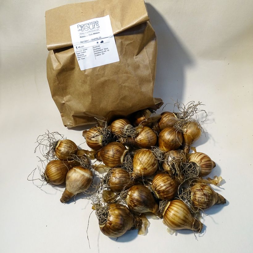 Beispiel eines Exemplars von Narcissus Dick Wilden Zwiebel Kaliber/Größe 14/16 wie geliefert