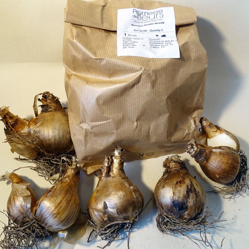 Beispiel eines Exemplars von Narcissus Double Beauty Zwiebel Kaliber/Größe 12 wie geliefert