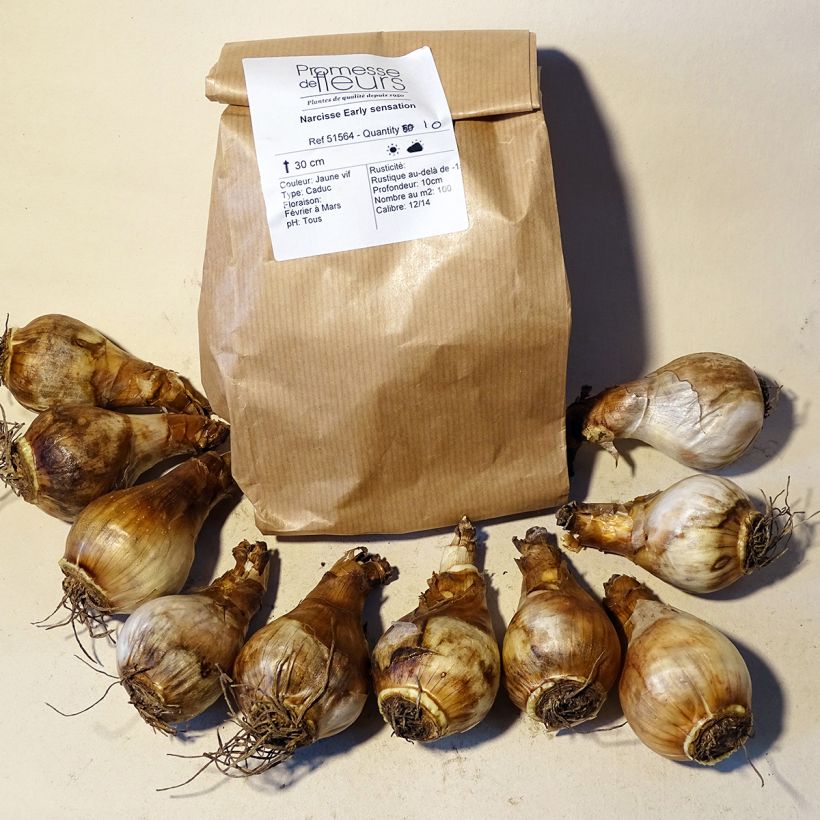 Beispiel eines Exemplars von Narcissus Early Sensation Zwiebel Kaliber/Größe 14+ wie geliefert