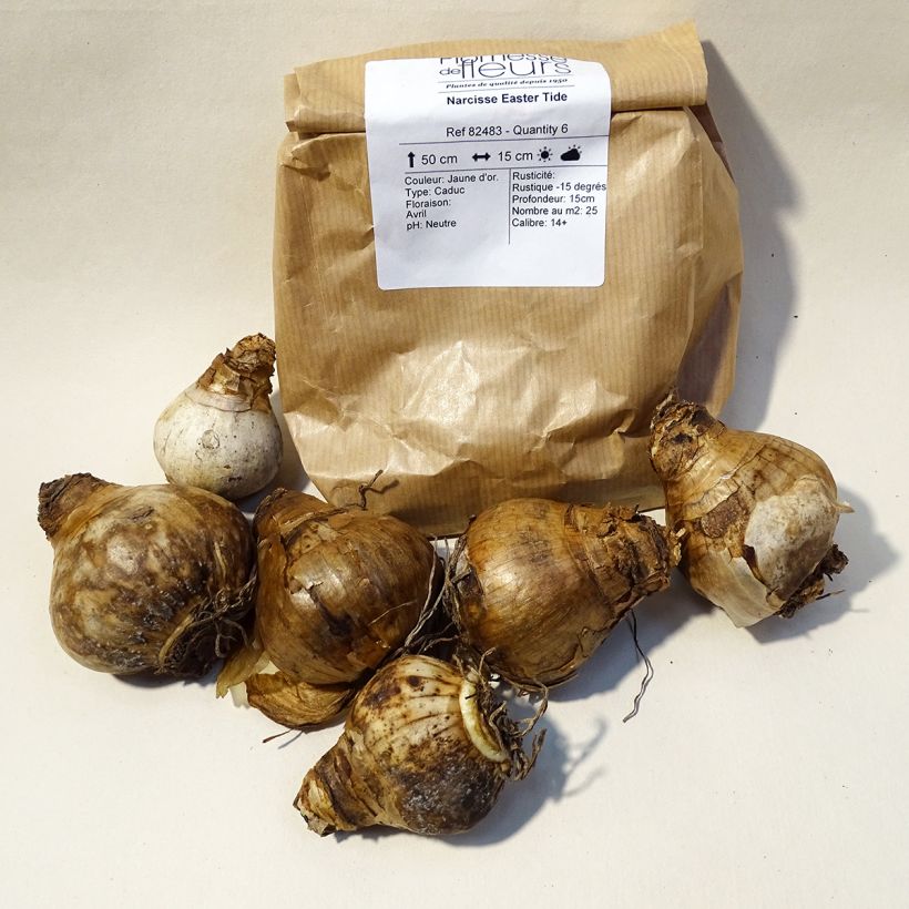 Beispiel eines Exemplars von Narcissus Easter Tide Zwiebel Kaliber/Größe 12 wie geliefert
