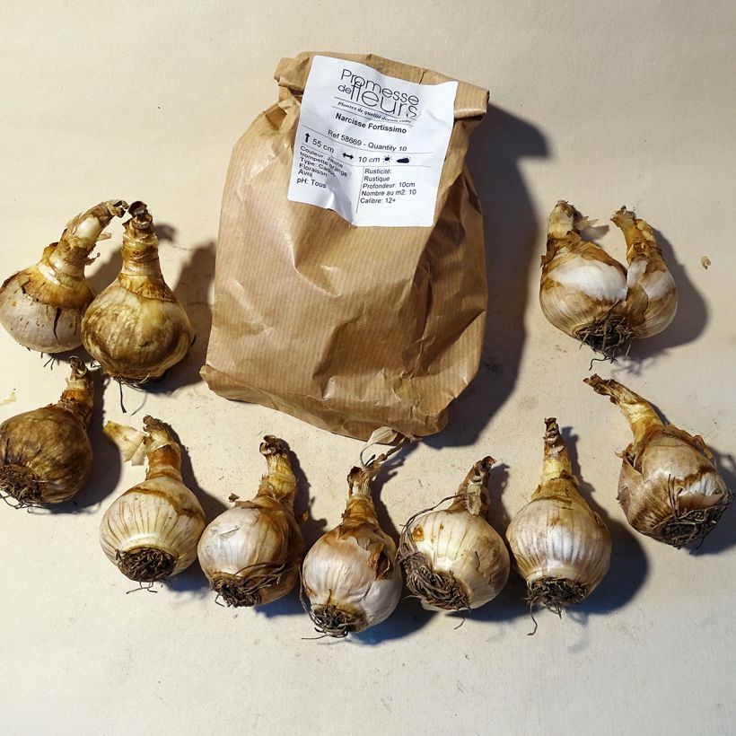 Beispiel eines Exemplars von Narcissus Fortissimo Zwiebel Kaliber/Größe 14/16 wie geliefert