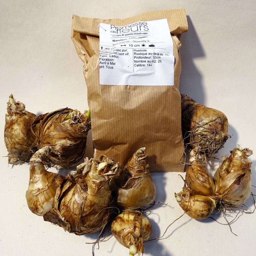 Beispiel eines Exemplars von Narcissus Jamestown Zwiebel Kaliber/Größe 14+ wie geliefert