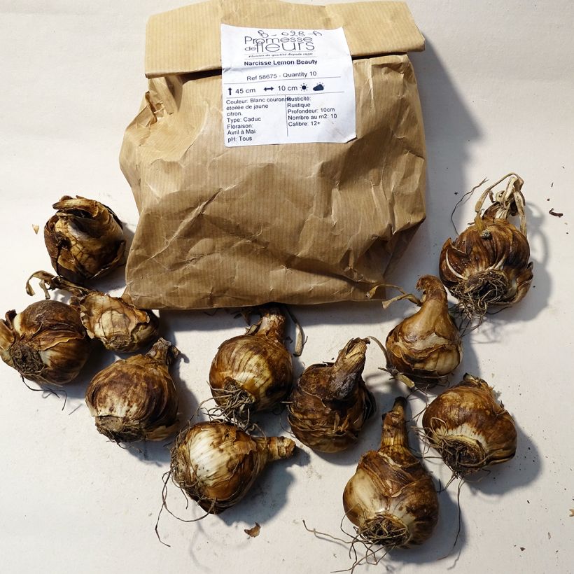 Beispiel eines Exemplars von Narcissus Lemon Beauty Zwiebel Kaliber/Größe 12+ wie geliefert