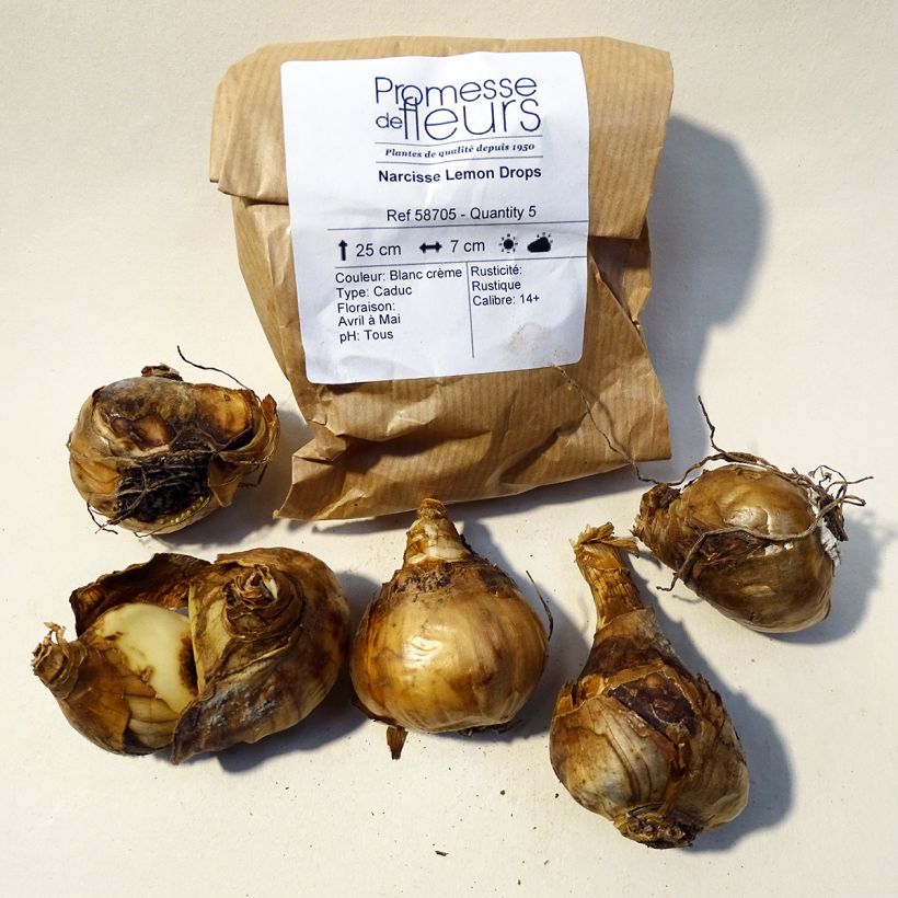 Beispiel eines Exemplars von Narcissus Lemon Drops Zwiebel Kaliber/Größe 12+ wie geliefert