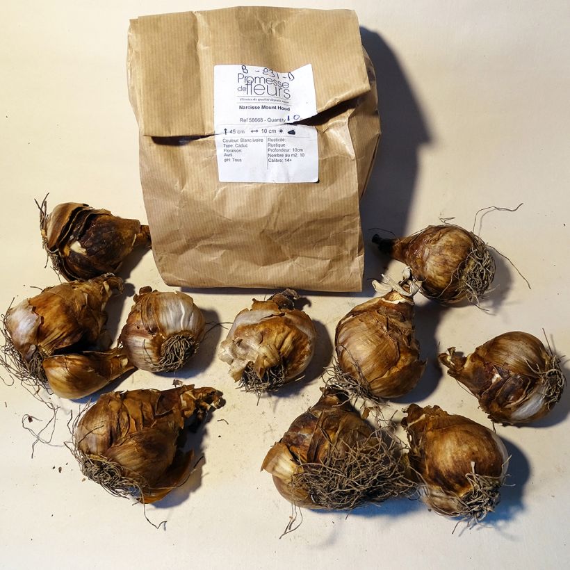 Beispiel eines Exemplars von Narcissus Mount Hood Zwiebel Kaliber/Größe 14/16 wie geliefert