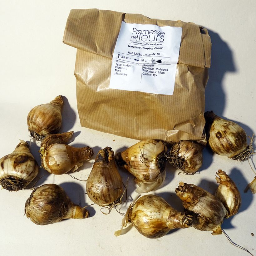 Beispiel eines Exemplars von Narcissus cyclamineus Peeping Jenny Zwiebel Kaliber/Größe 12+ wie geliefert