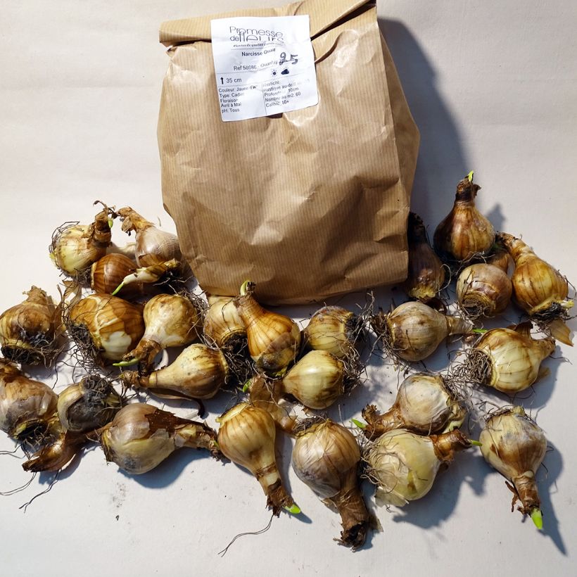 Beispiel eines Exemplars von Narcissus Quail Zwiebel Kaliber/Größe 10+ wie geliefert