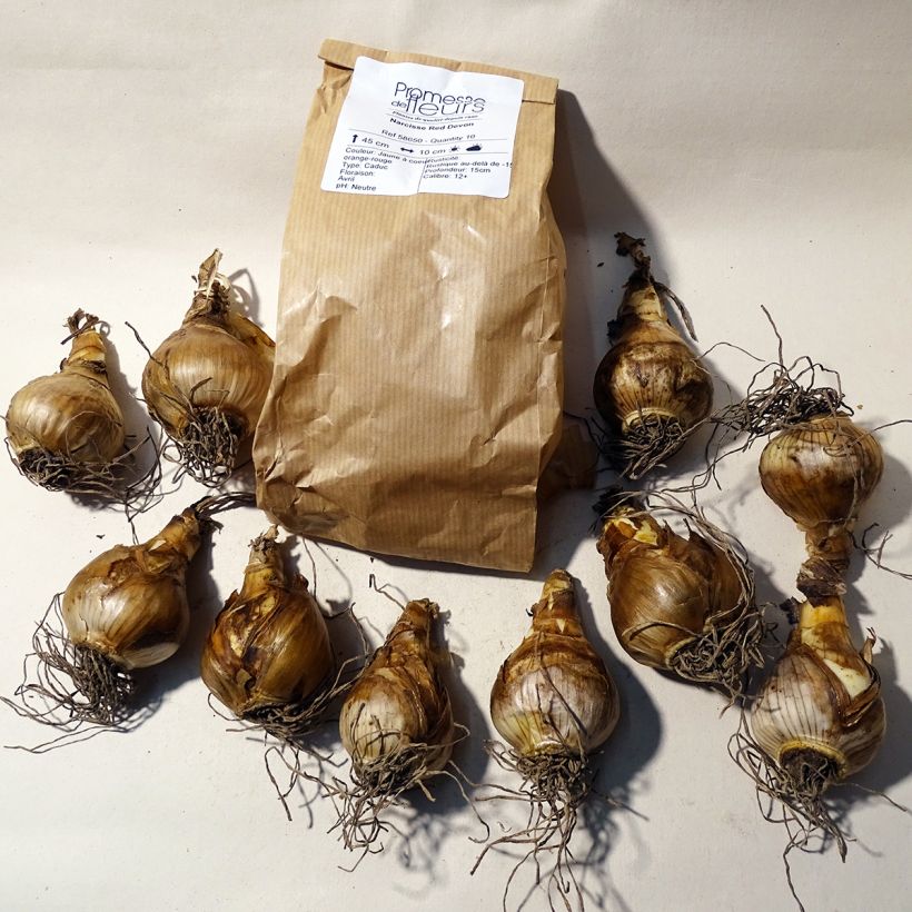 Beispiel eines Exemplars von Narcissus Red Devon Zwiebel Kaliber/Größe 14/16 wie geliefert