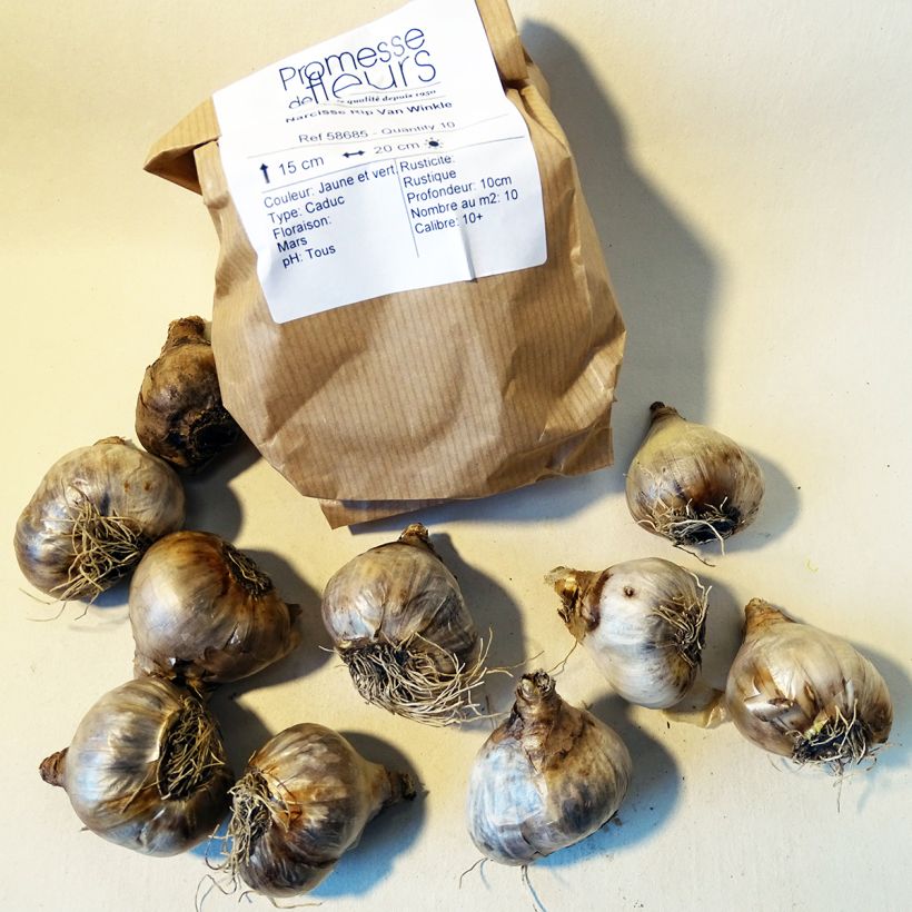 Beispiel eines Exemplars von Narcissus Rip van Winkle Zwiebel Kaliber/Größe 10+ wie geliefert