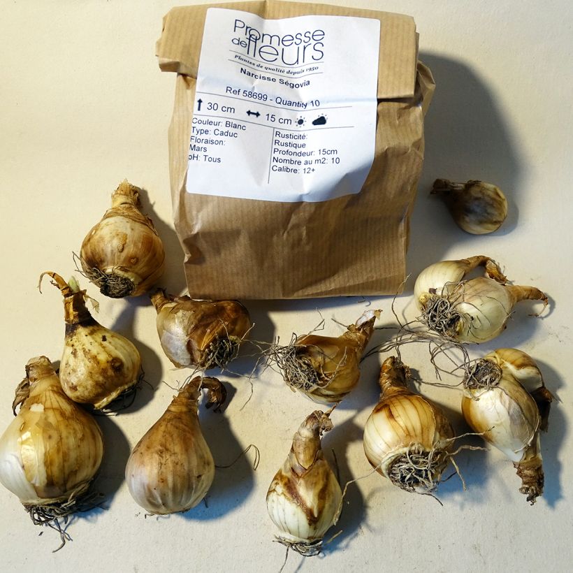 Beispiel eines Exemplars von Narcissus Ségovia Zwiebel Kaliber/Größe 10+ wie geliefert