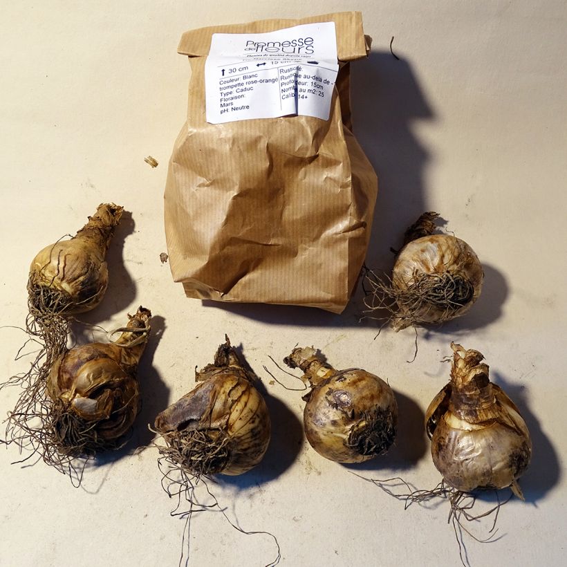 Beispiel eines Exemplars von Narcissus cyclamineus Skype Zwiebel Kaliber/Größe 14/16 wie geliefert