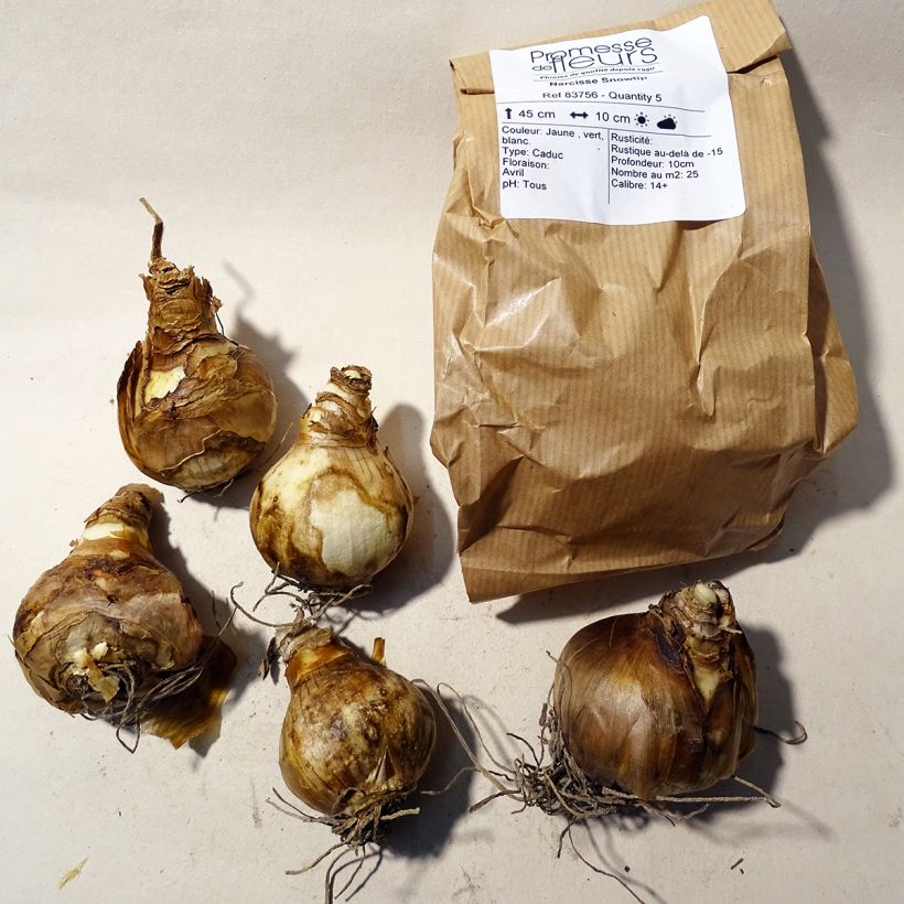 Beispiel eines Exemplars von Narcissus Snowtip Zwiebel Kaliber/Größe 14+ wie geliefert