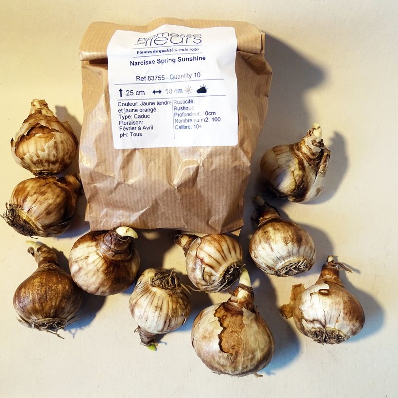 Beispiel eines Exemplars von Narcissus Spring Sunshine Zwiebel Kaliber/Größe 12+ wie geliefert