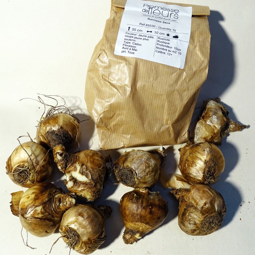 Beispiel eines Exemplars von Narcissus Stint Zwiebel Kaliber/Größe 12+ wie geliefert