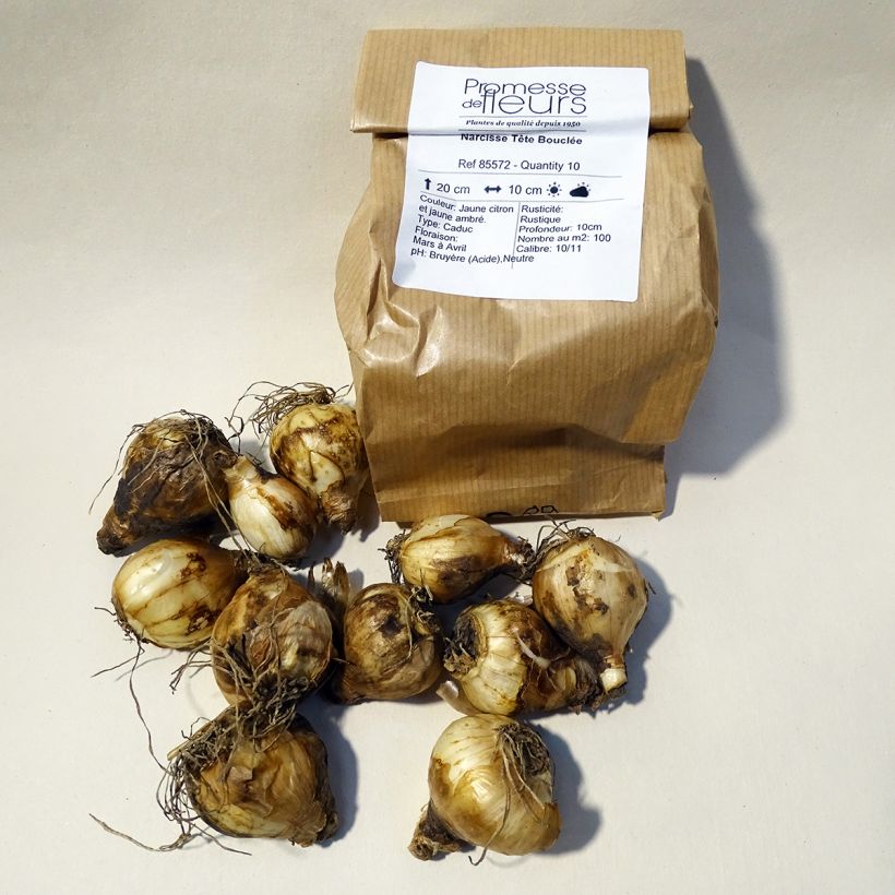 Beispiel eines Exemplars von Narcissus cyclamineus Tête Bouclée Zwiebel Kaliber/Größe 10 wie geliefert
