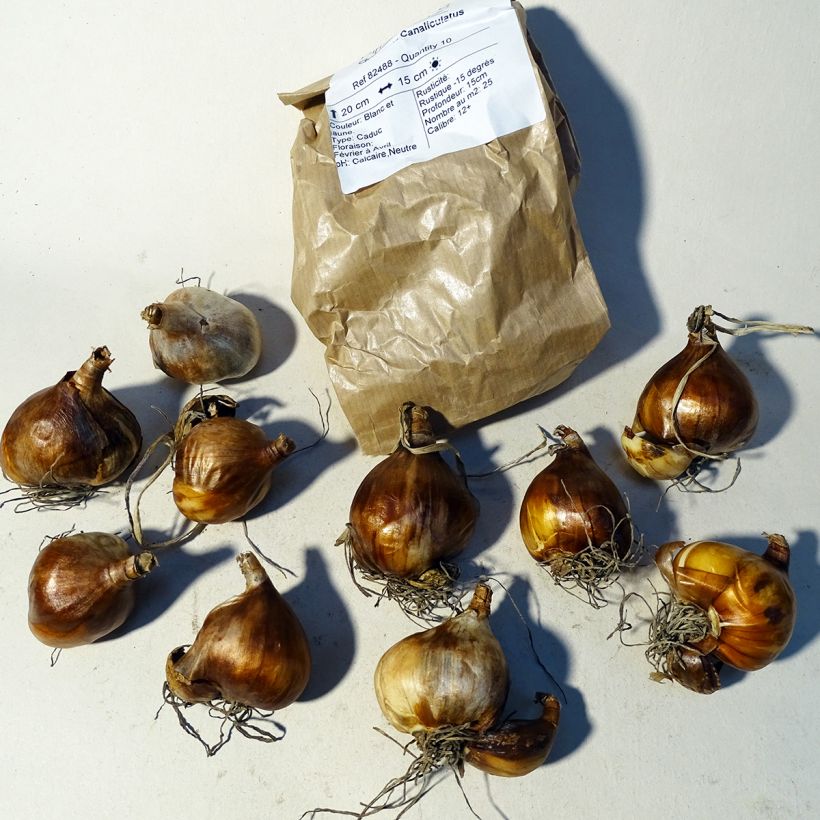 Beispiel eines Exemplars von Narcissus tazetta Canaliculatus Zwiebel Kaliber/Größe 10+ wie geliefert