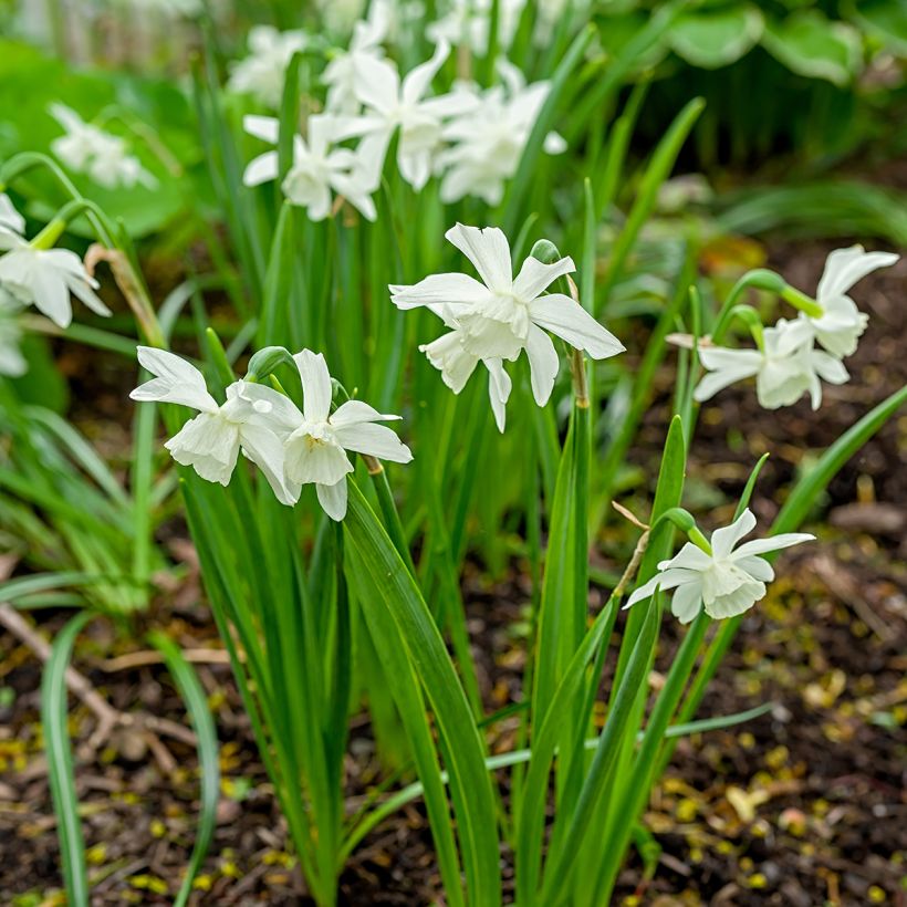 Narcissus Thalia (Hafen)