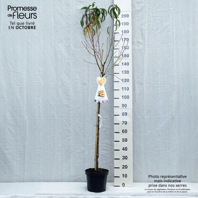 Exemplar von Nektarine Flavor Top - Prunus persica-nucipersica Topf mit 7,5L/10L, Halbstamm wie im Herbst geliefert