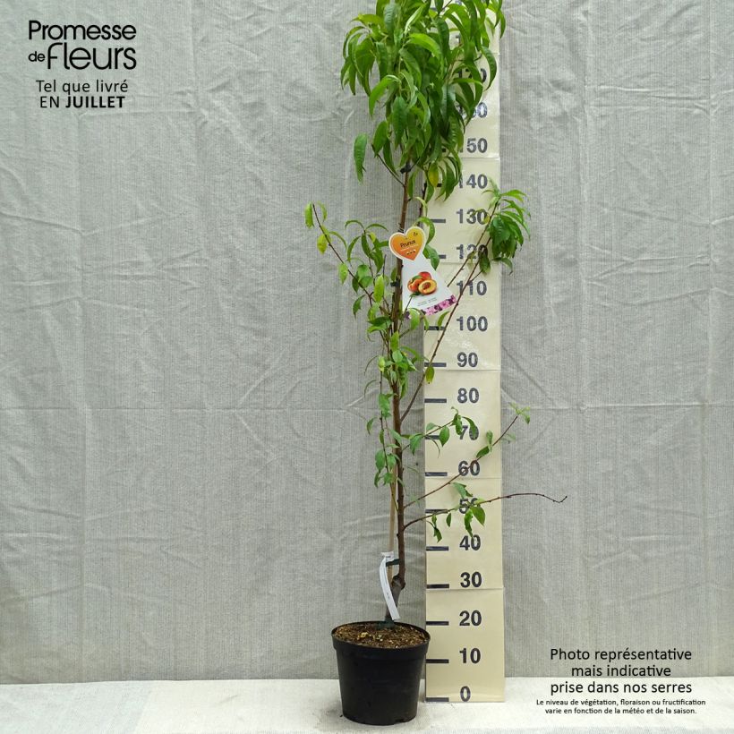 Exemplar von Nektarine Flavor Top - Prunus persica-nucipersica Topf mit 7,5L/10L, Gobelet-Form wie im Sommer geliefert