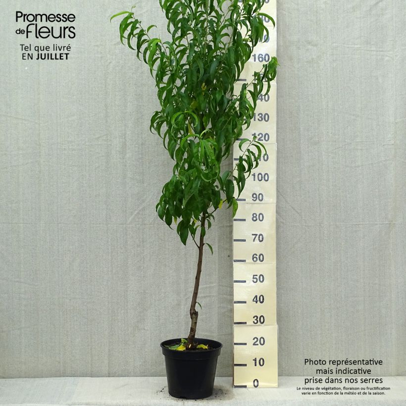 Exemplar von Nektarine Morton - Prunus persica Topf mit 7,5L/10L, Gobelet-Form wie im Sommer geliefert