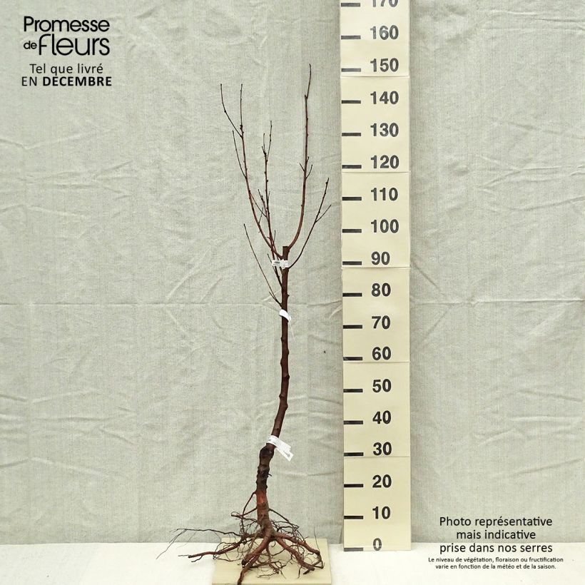 Exemplar von Nektarine Nectared 6 - Prunus persica nucipersica Wurzelnackt, HeisterGelieferte Höhe ca. 140/160cm wie im Winter geliefert