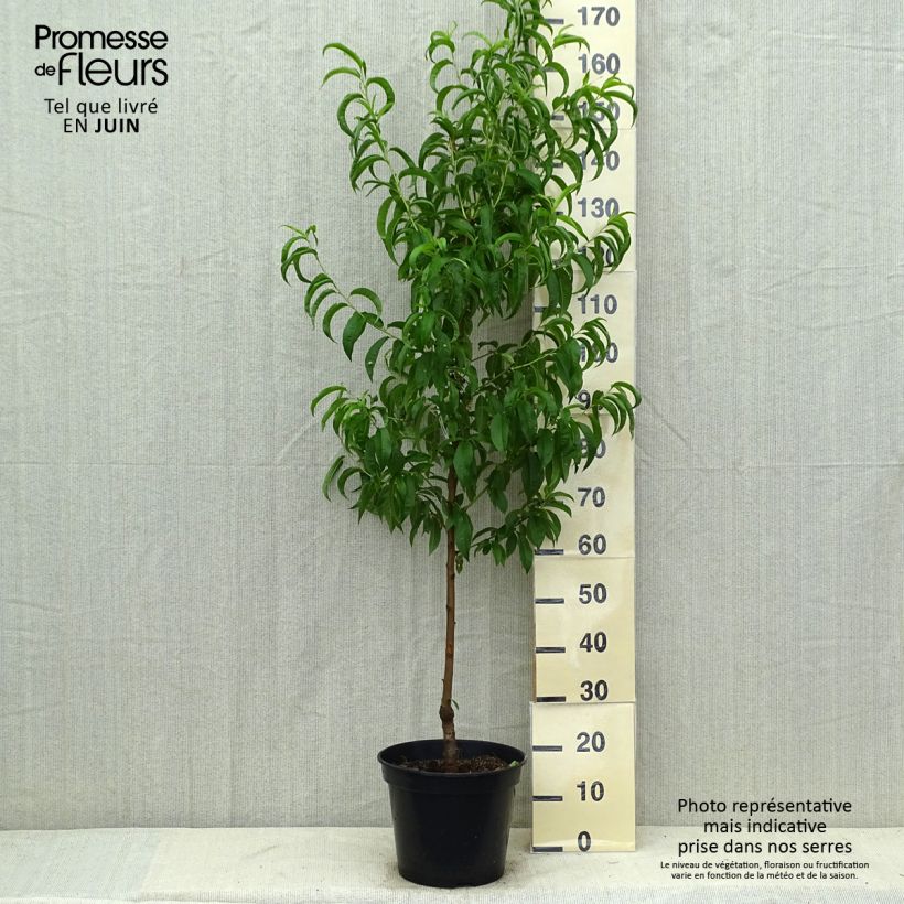 Exemplar von Nektarine Nectarose - Prunus persica nucipersica Topf mit 7,5L/10L, Gobelet-Form wie im Sommer geliefert