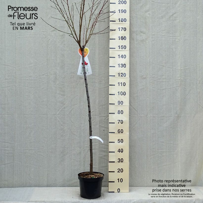 Exemplar von Nektarine Flateryna - Prunus persica-nucipersica Topf mit 7,5L/10L, HalbstammGelieferte Höhe ca. 200/220cm wie im Frühjahr geliefert