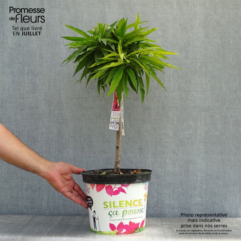 Exemplar von Nektarine Garden Beauty - Prunus persica Topf mit 6L/7L, Zwergform wie im Sommer geliefert