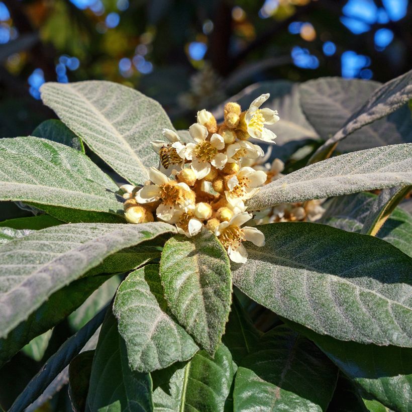 Japanische Wollmispel Argelino - Eriobotrya japonica (Blüte)