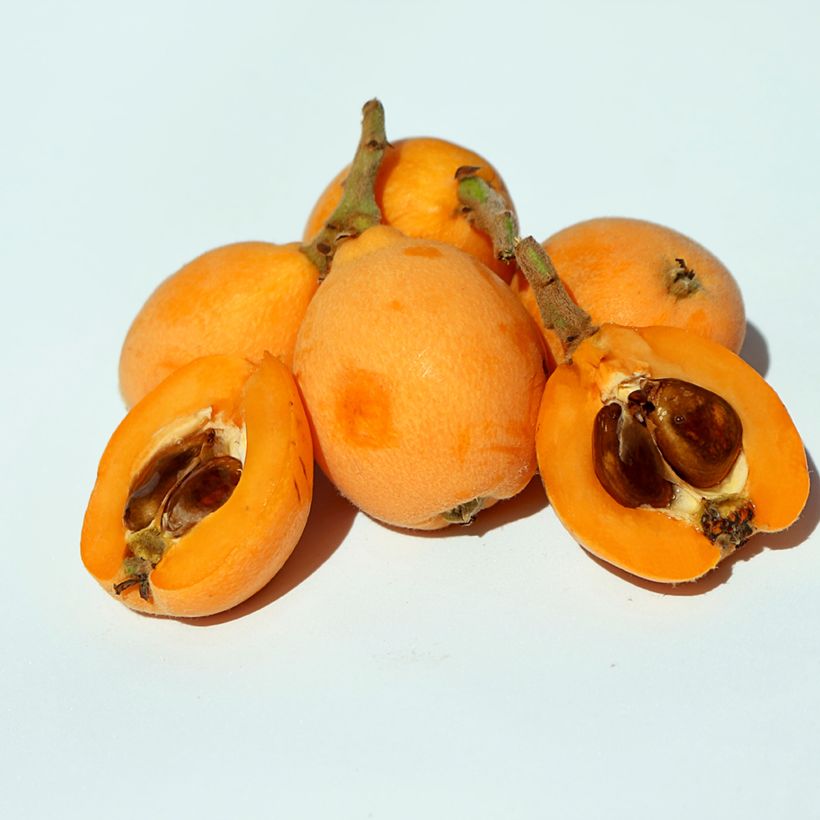 Japanische Wollmispel Argelino - Eriobotrya japonica (Ernte)