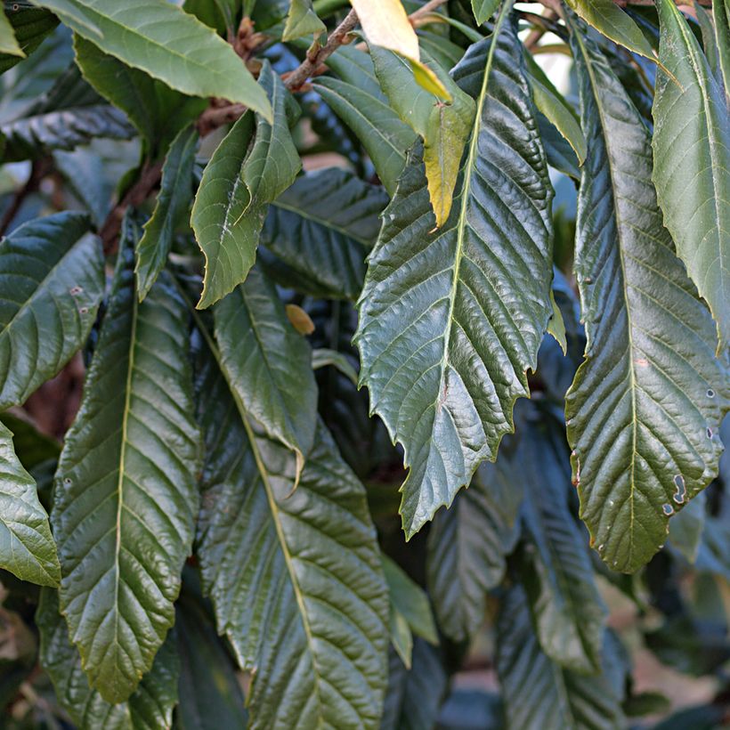 Japanische Wollmispel Tanaka - Eriobotrya japonica (Laub)