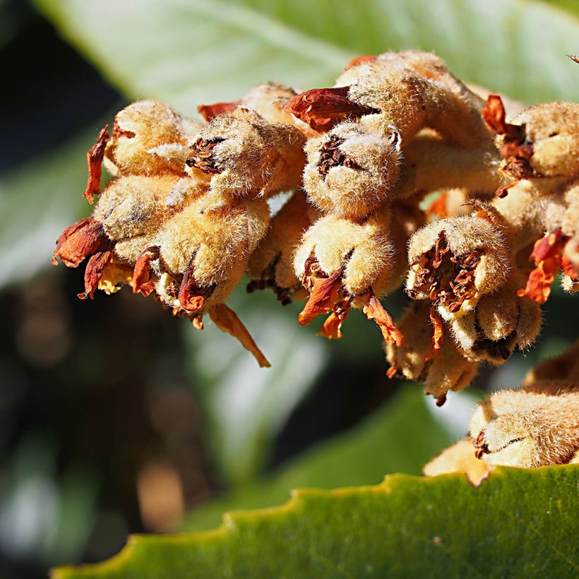 Japanische Wollmispel Tanaka - Eriobotrya japonica (Blüte)