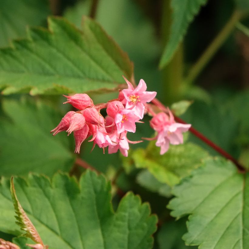 Neillia affinis - Traubenspiere (Blüte)