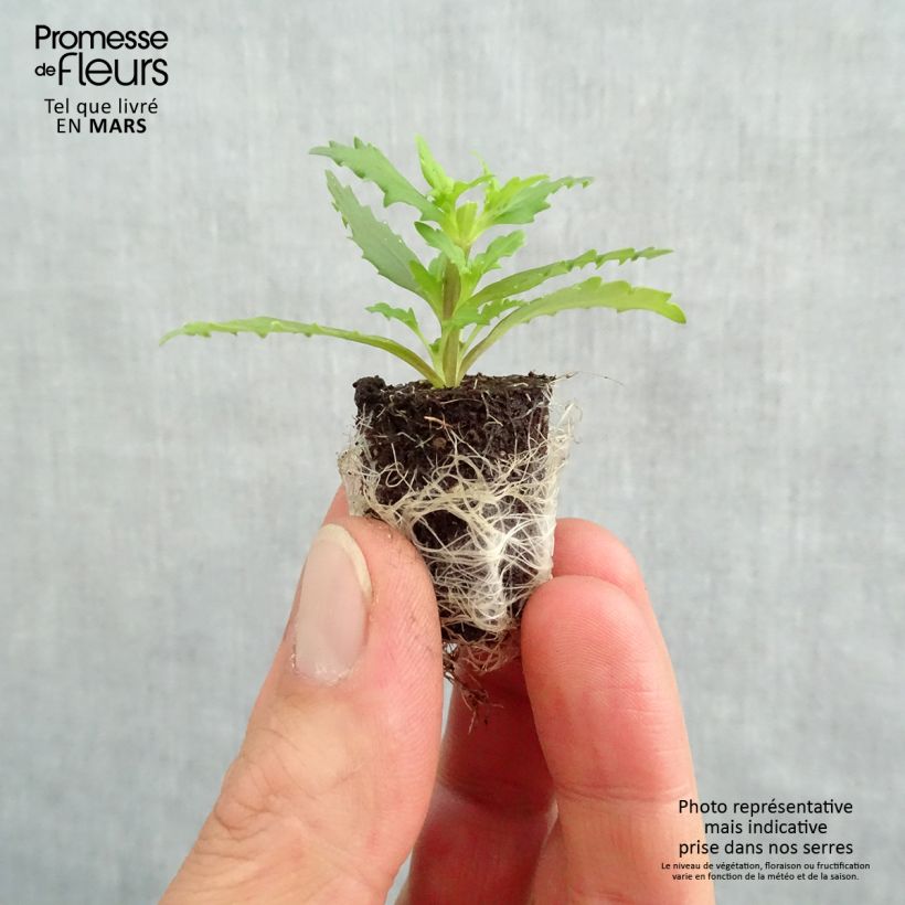 Exemplar von Nemesia strumosa Sunsatia Plus Little Vanilla Mini-Plug Ø 1,5/2,5 cm wie im Frühjahr geliefert