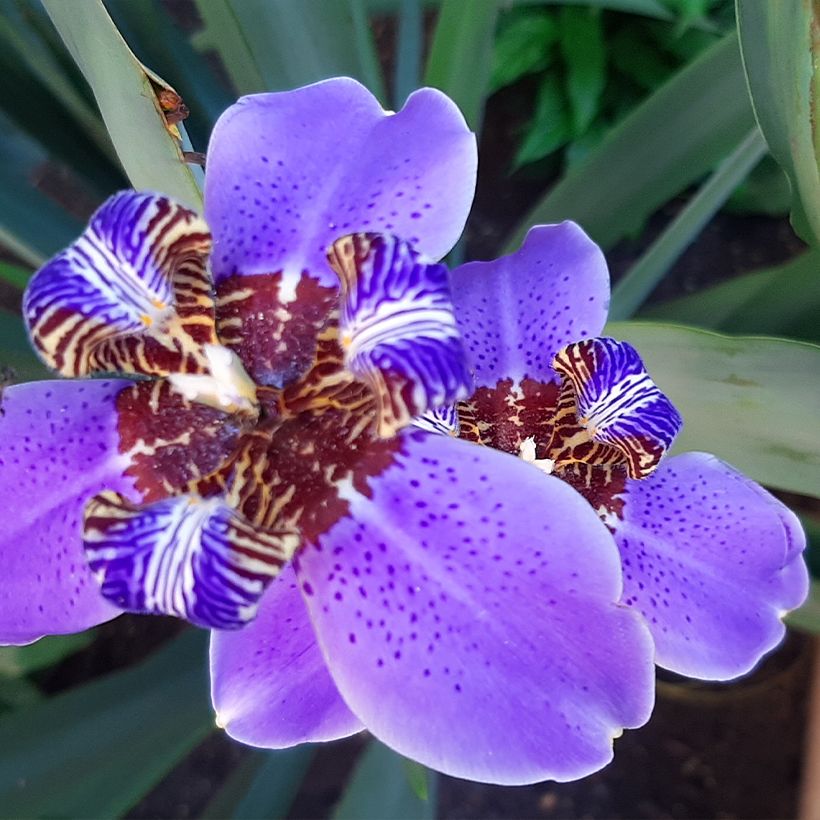 Neomarica caerulea Sky Blue (Blüte)