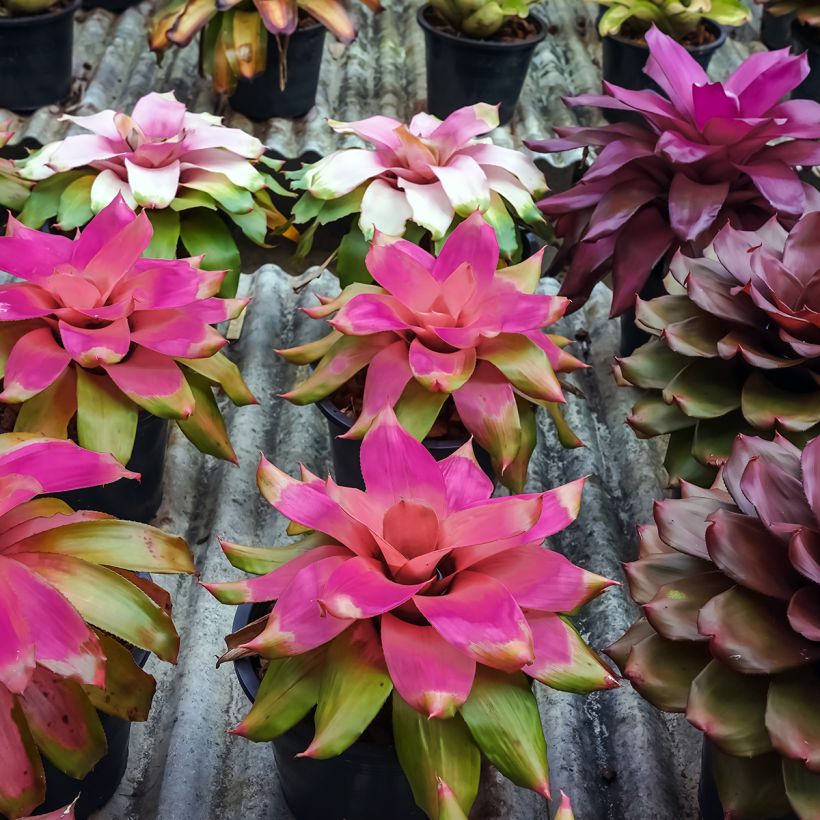 Neoregelia Medusa (Hafen)
