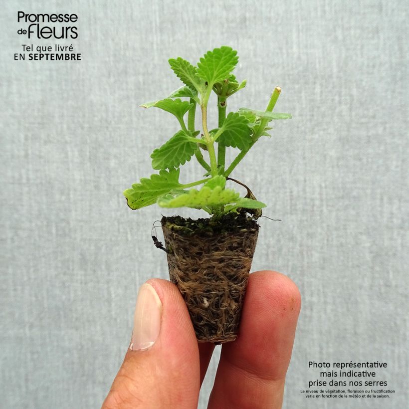 Exemplar von Katzenminze Six Hill s Giant - Nepeta faassenii Mini-Plug Ø 1,5/2,5 cm wie im Herbst geliefert