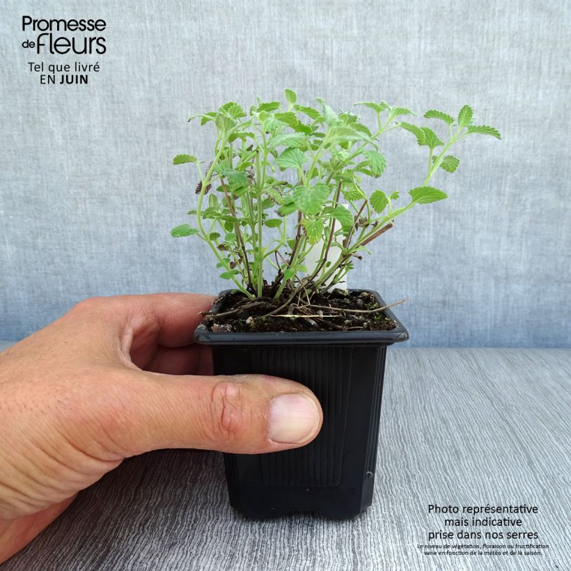 Exemplar von Traubige Katzenminze Snowflake - Nepeta racemosa Kleine Töpfe von 8/9 cm wie im Sommer geliefert
