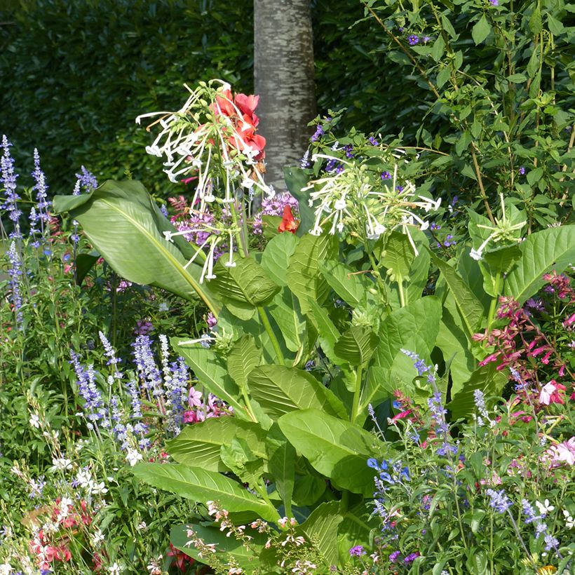 Wald-Tabak (Samen) - Nicotiana sylvestris (Hafen)