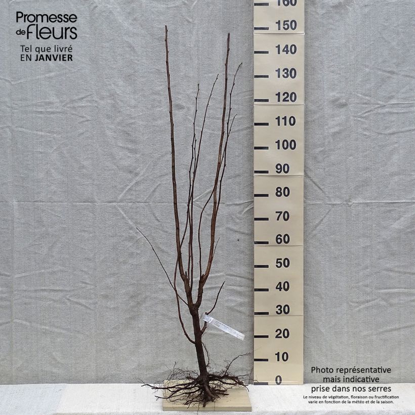 Exemplar von Haselnuss Pearson's Prolific - Corylus avellana Wurzelnackt wie im Winter geliefert
