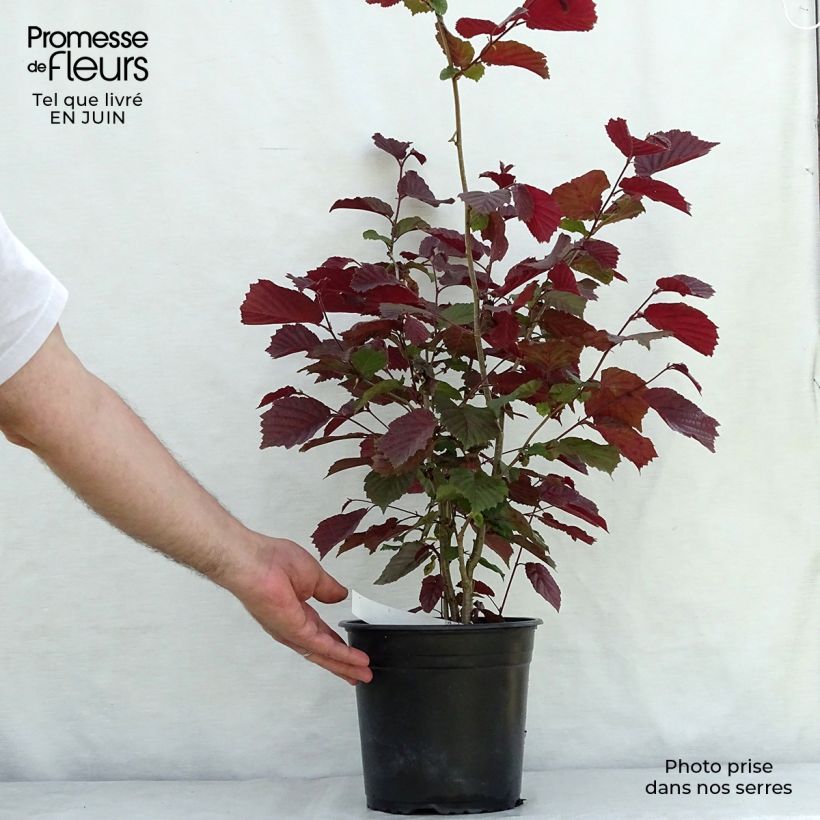 Exemplar von Haselnuss Rode Zellernoot - Corylus avellana Topf mit 3L/4L, Strauch wie im Sommer geliefert