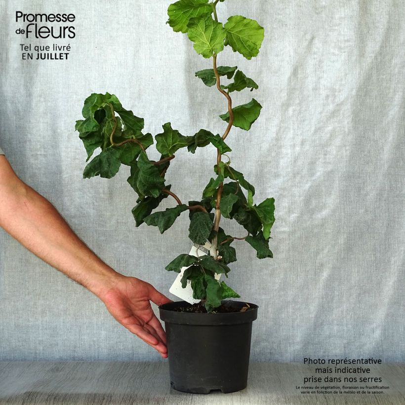 Exemplar von Haselnuss Contorta - Corylus avellana Topf mit 3L/4L wie im Sommer geliefert