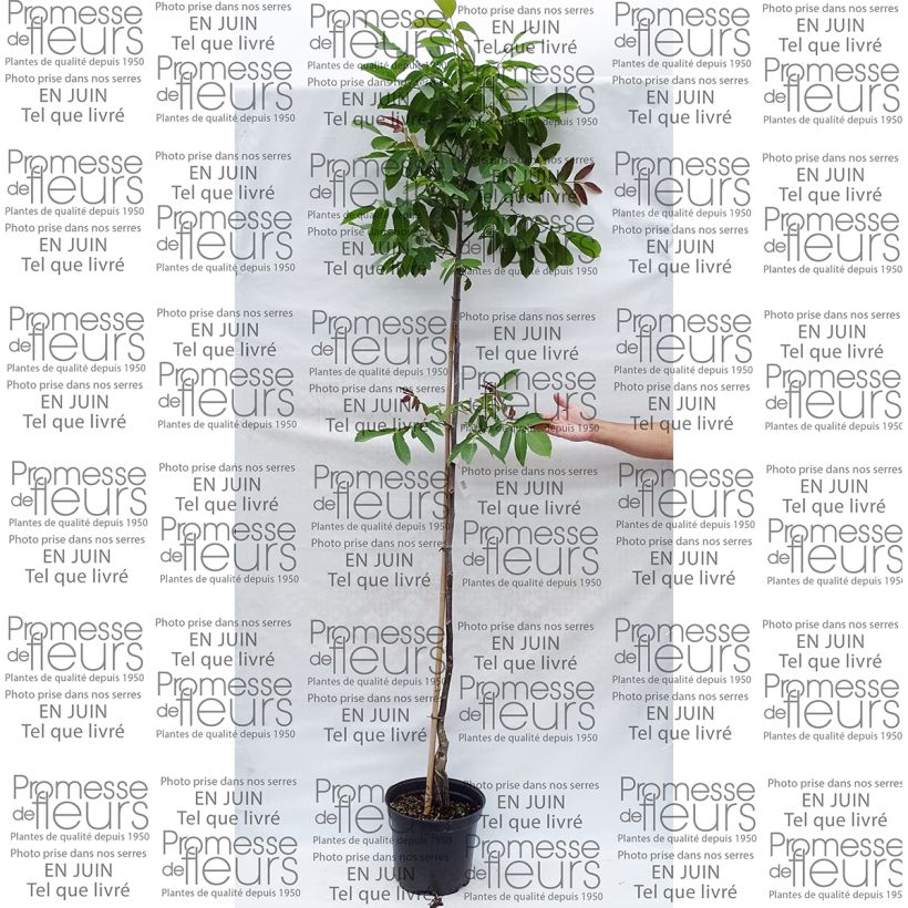 Beispiel eines Exemplars von Walnuss Parisienne - Juglans regia Topf mit 7,5L/10L, Stämmchen wie geliefert