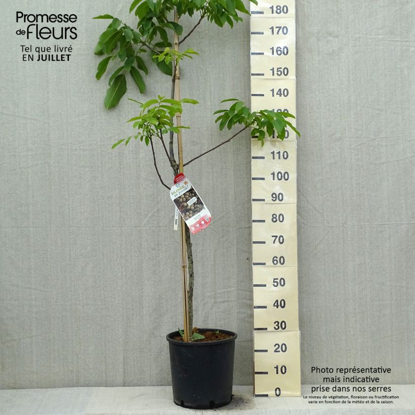 Exemplar von Schwarznuss Corne - Juglans nigra Topf mit 12L/15L, Stämmchen wie im Sommer geliefert