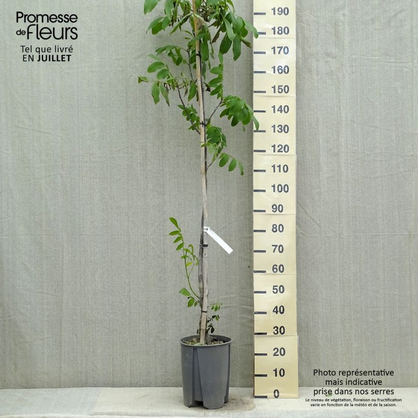 Exemplar von Walnuss Fernor - Juglans regia Topf mit 7,5L/10L, Halbstamm wie im Sommer geliefert