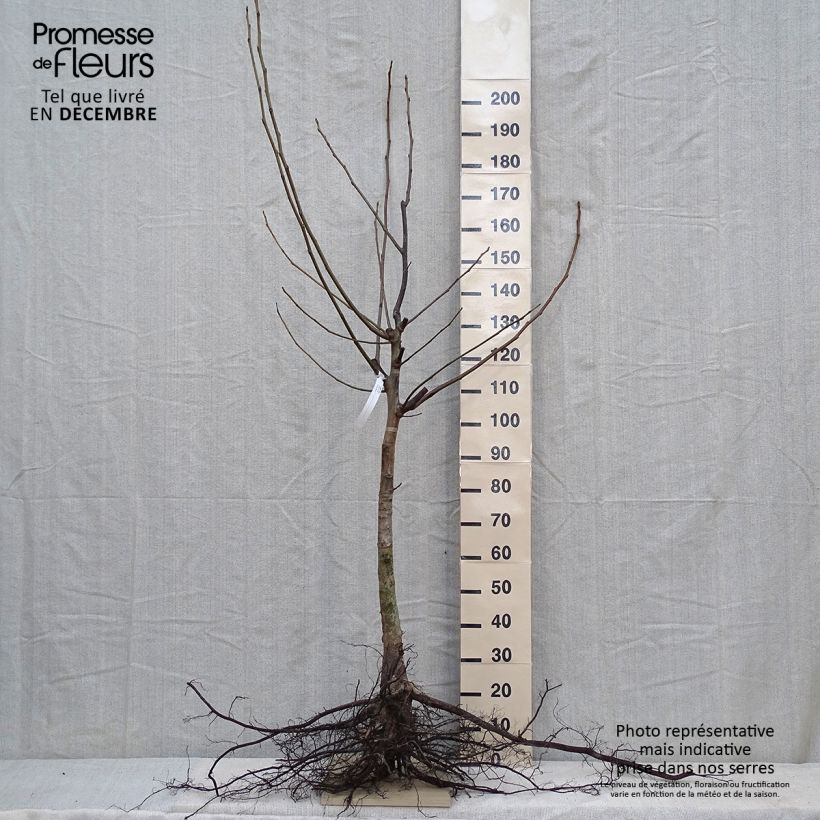 Exemplar von Walnuss - Juglans regia Wurzelnackt wie im Winter geliefert