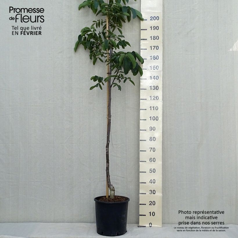 Exemplar von Walnuss Weinsberg 1 - Juglans regia Topf mit 18L/20L, Stämmchen wie im Herbst geliefert