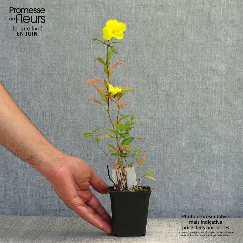 Exemplar von Oenothera fruticosa Sonnenwende - Stauden-Nachtkerze Kleine Töpfe von 8/9 cm wie im Sommer geliefert
