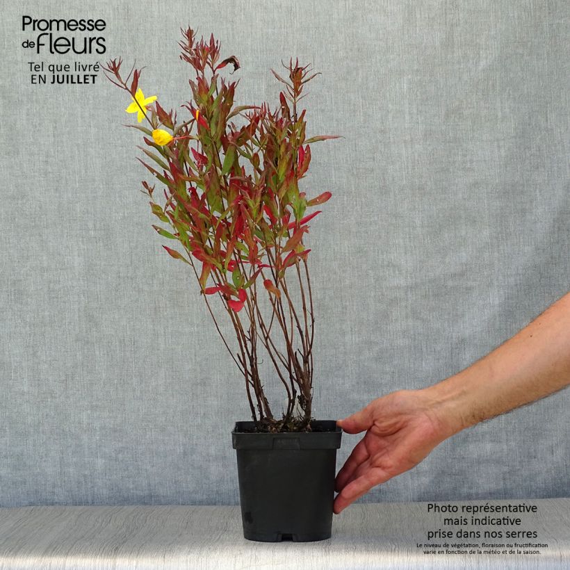 Exemplar von Oenothera fruticosa Sonnenwende - Stauden-Nachtkerze Topf mit 2L/3L wie im Sommer geliefert