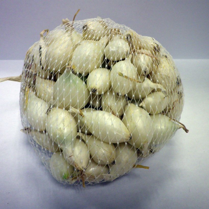 Beispiel eines Exemplars von Weiße Zwiebel Snowball Stück Kaliber/Größe 14/21 mm wie geliefert
